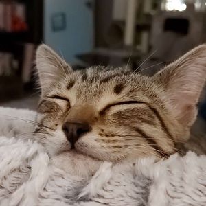 Meet your Posher, Finley